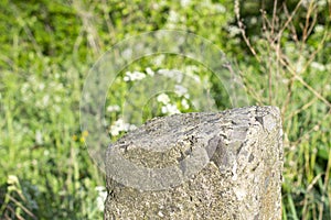 Standing old gray concrete pillar with planar surface on the top as a stage for something and blurred green grass background photo