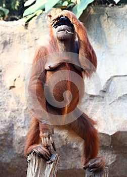 Standing Orang Utan