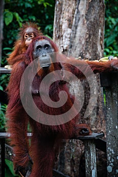 Standing Orang Utan with Baby in Borneo Indonesia