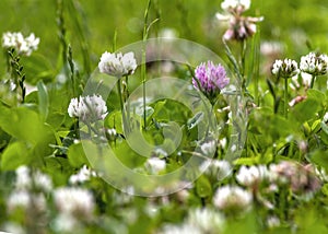 Standing out nature background