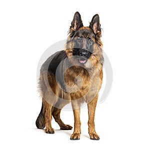 Standing and panting German shepherd, isolated on white