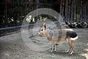 Standing Patagonian mara