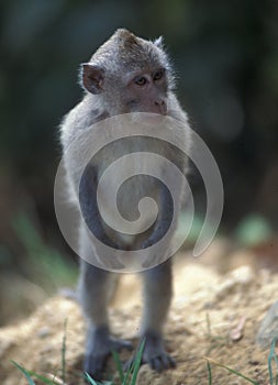 Standing Pavian monkey