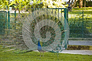 Standing peacock