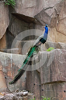 Standing Peacock