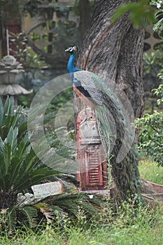 standing peacock