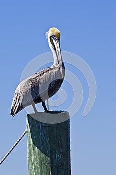 Standing pelican