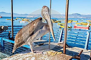 Standing Pelican in Coquimbo photo