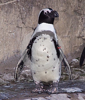 Standing penguin