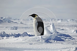 Standing penguin