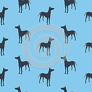 Standing pharaoh hound isolated on blue background. Seamless pattern. Dog silhouette. Endless texture. Design for