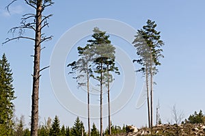 Standing pine trees in a clear cut forest area