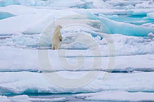 Standing polar bear cub