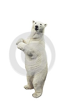 Standing polar bear over white background