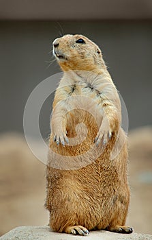 Standing Prairie Dog