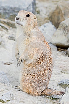 Standing prairie dog