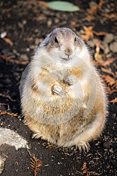 Standing prairie dog