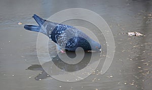 Standing in a puddle, a pigeon drinks water