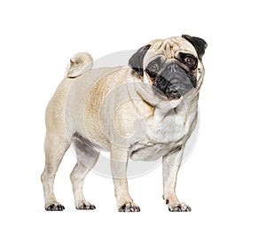 Standing Pug looking at he camera against white background
