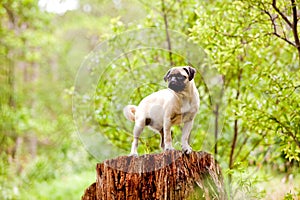 Standing pug puppy