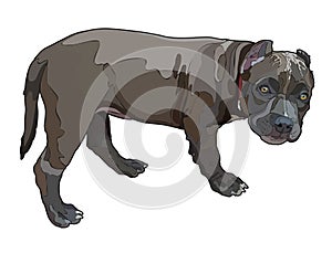 Standing puppy pitbull, vector illustration