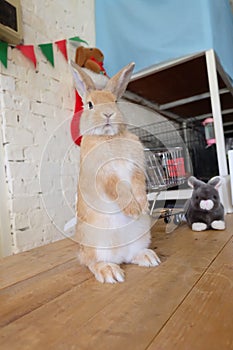 Standing rabbit