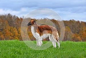 Standing red beautiful russian borzoi dog