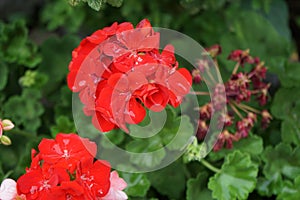 Standing red geraniums bloom in August in a flower box. Berlin, Germany