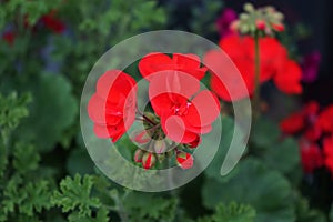 Standing red geraniums, Pelargonium hortorum, bloom in October in a flower box.