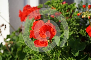 Standing red geraniums, Pelargonium hortorum, bloom in October in a flower box.