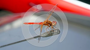 Standing red tail dragonfly