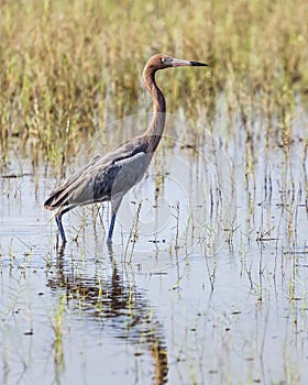 Standing Reddish Egret