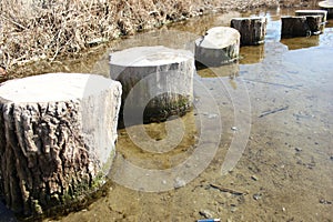 Standing in the river along the shore stumps