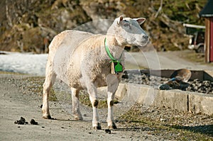 The standing on a road ewe with a bell on its neck