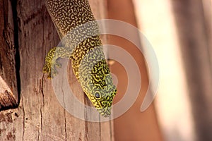 Standing`s day gecko Phelsuma standingi