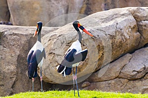 Standing saddle-billed stork  the African stork species photo