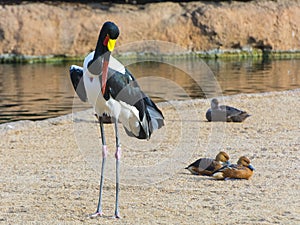 Standing saddle-billed stork  the African stork species photo