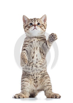 Standing scottish straight cat kitten looking up isolated over white background