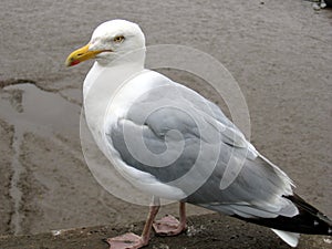 Standing Seagull