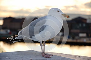 Standing seagull, blurry background, Oslo Opera House
