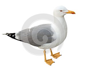Standing seagull, isolated on white