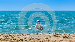 Standing seagull portrait against blue sea shore.