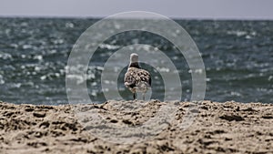 Standing seagull portrait against blue sea shore.