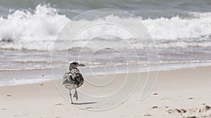 Standing seagull portrait against blue sea shore.