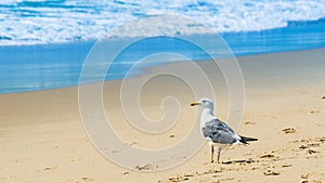 Standing seagull portrait against blue sea shore.