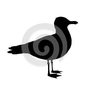 Standing seagull silhouette. Vector illustration in monochrome style on white background. Element for your design. Bird
