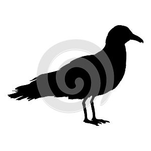 Standing Seagull Vector Silhouette Illustration