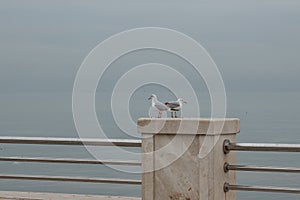 Standing seagulls on the railing of embankment, waterfront on the background of the sea