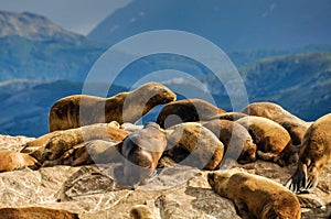 A standing seal, Beagle Channel, Ushuaia, Argentina