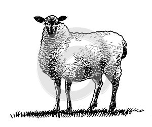 Standing sheep